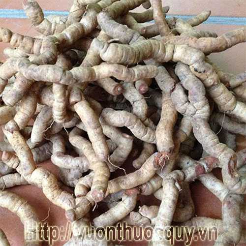 ba kích tươi ba kích tươi