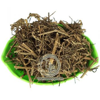 Cây Râu Mèo Sạch