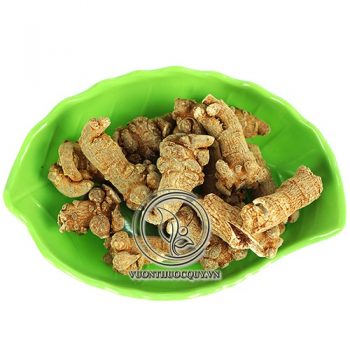 Củ Tam Thất Bắc