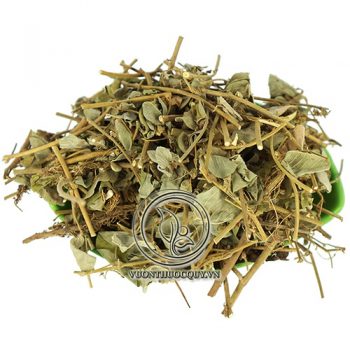 Lá Kim Tiền Thảo
