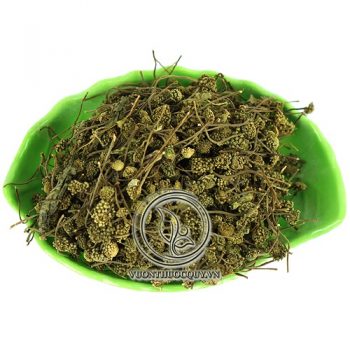 Nụ Hoa Tam Thất