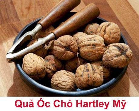 quả óc chó hartley mỹ