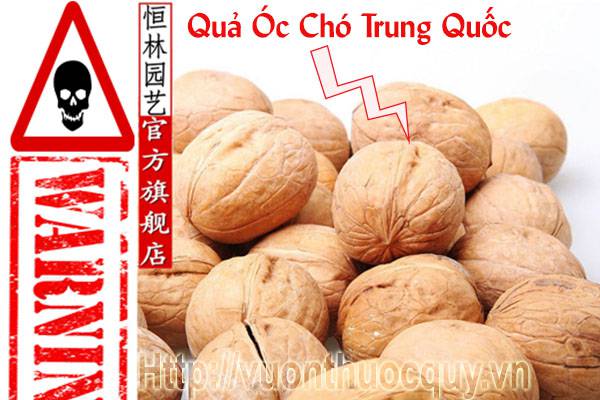 quả óc chó trung quốc
