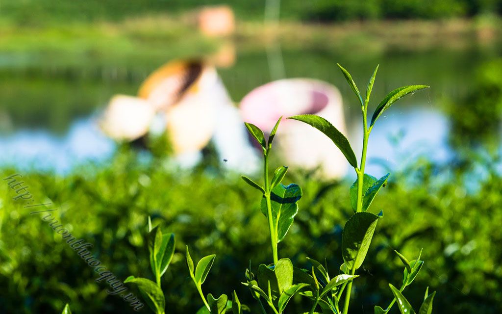 lịch sử và nguồn gốc của trà