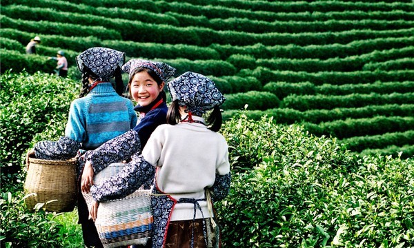 nguồn gốc của trà