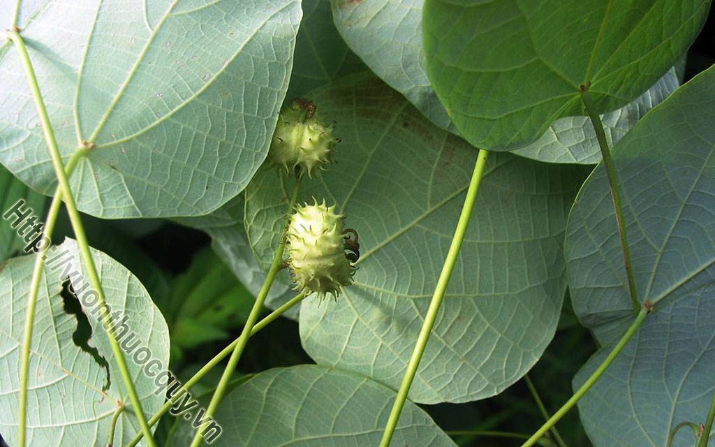 ba bét hoa nhiều