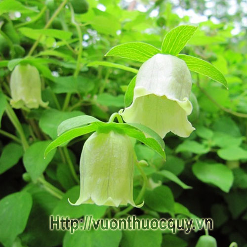 cây đẳng sâm cây đẳng sâm