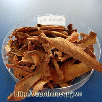 cốt toái bổ