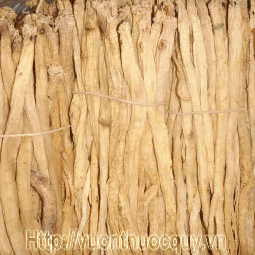 đẳng sâm đẳng sâm