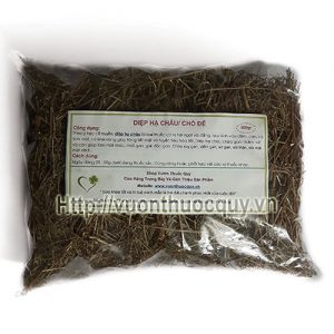 diệp hạ châu đắng