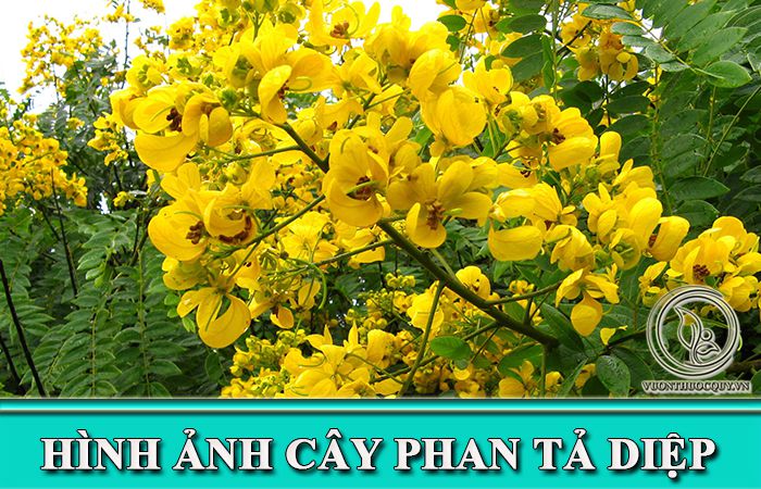 Hình Ảnh Cây Phan Tả Diệp