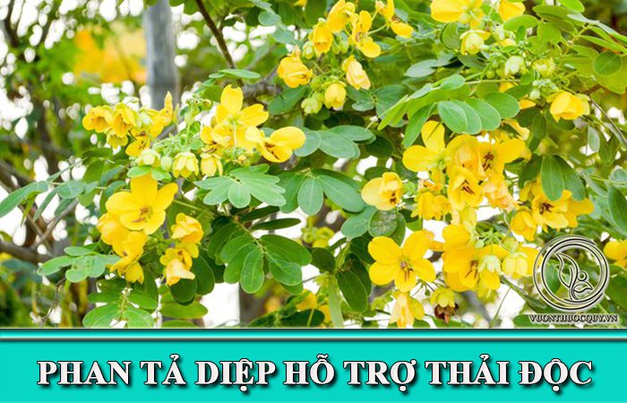 Phan Tả Diệp Hỗ Trợ Thải Độc
