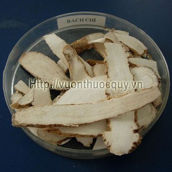 bạch chỉ