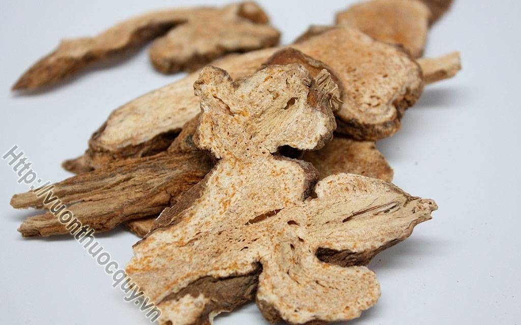 củ bạch truật