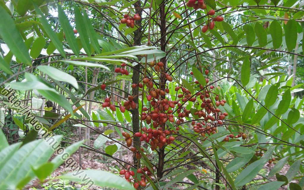 cây bách bệnh