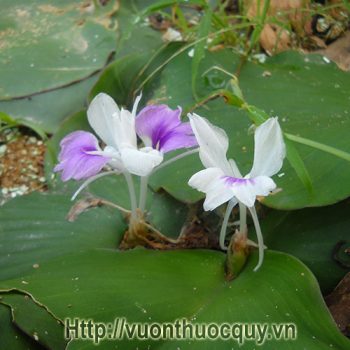 cây địa liền