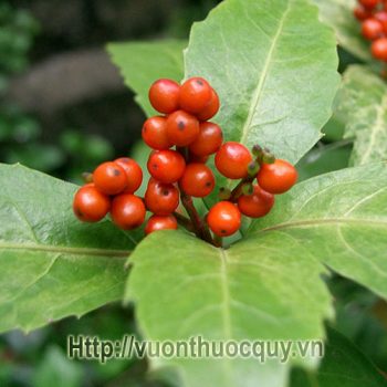 cây sói rừng
