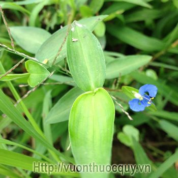 cây thài lài trắng