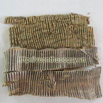 đỗ trọng