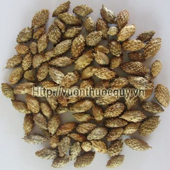 ké đầu ngựa