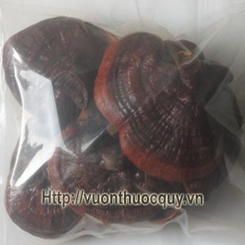nấm linh chi sapa