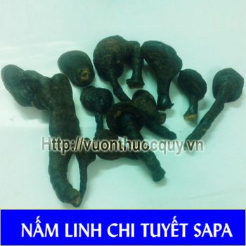 nấm linh chi tuyết sapa