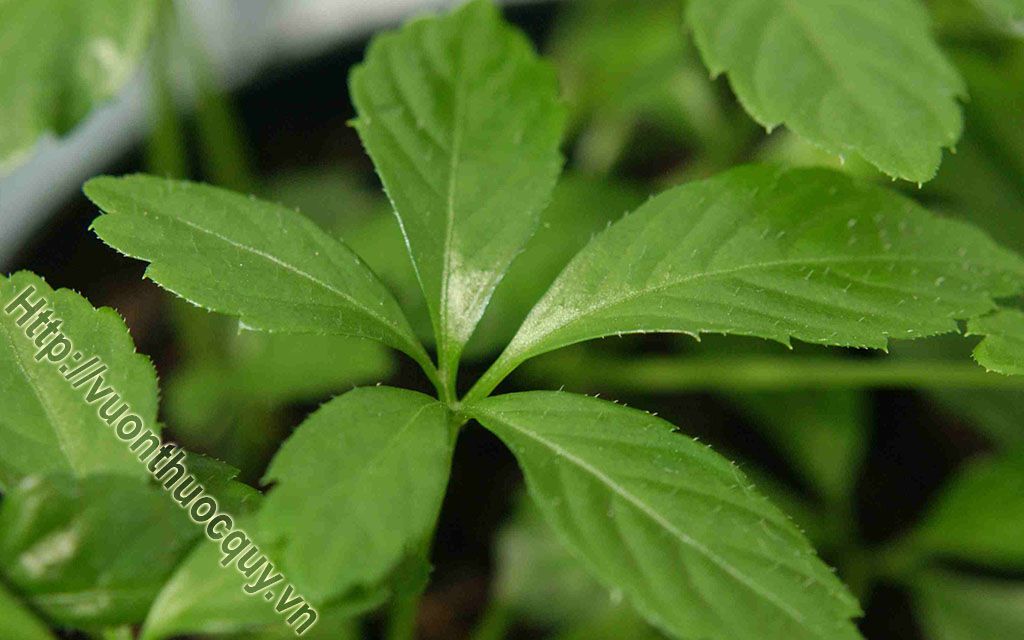 Giảo Cổ Lam Hỗ Trợ Điều Trị Bệnh Tiểu Đường