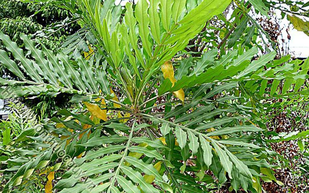bá bệnh giúp cường dương bổ thận