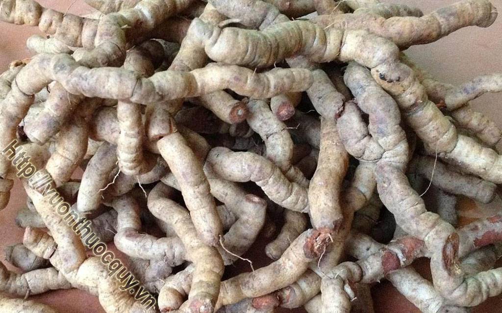 Ba Kích Giúp Tráng Dương Cường Gân Cốt