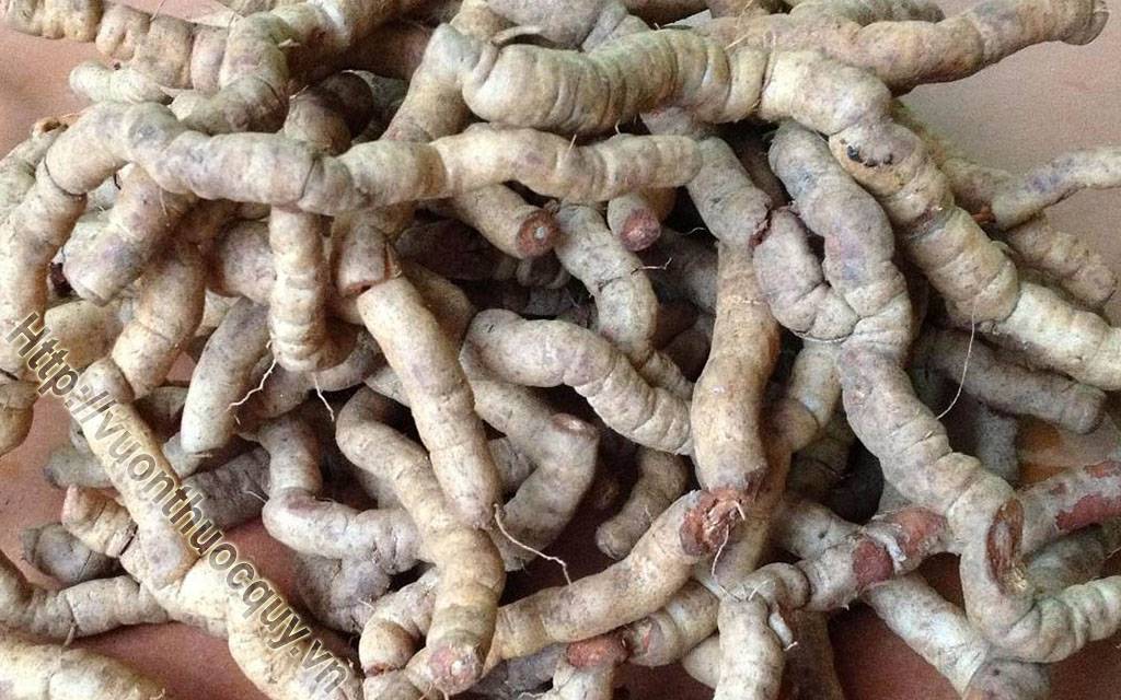 Ba Kích Vị Thuốc Của Quý Ông