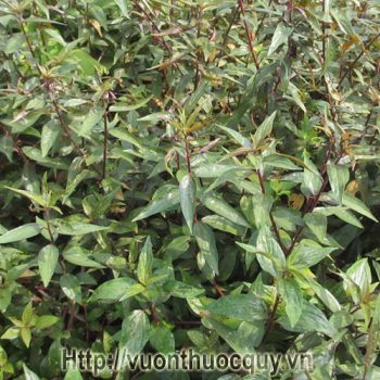 Cây Bọ Mắm
