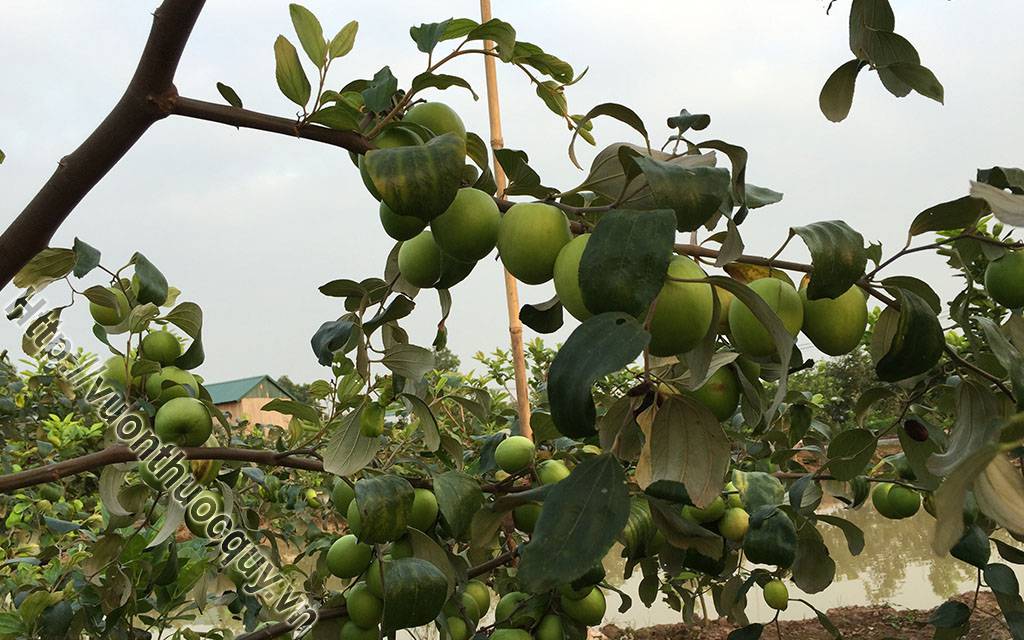 Đại Táo Hỗ Trợ Bổ Huyết