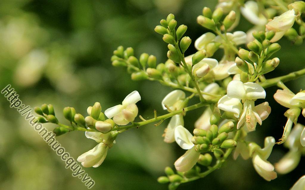 Hoa Hòe Hỗ Trợ Điều Trị Chứng Mất Ngủ