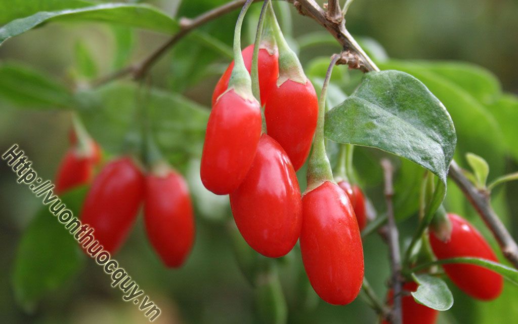 Kỷ Tử Hỗ Trợ Ích Tinh