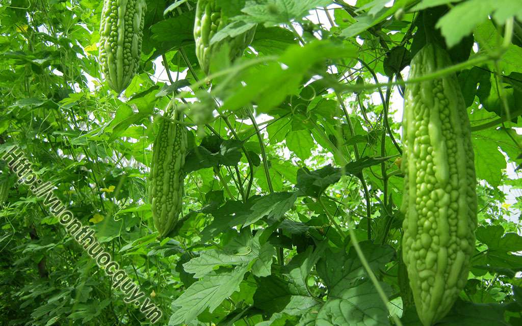 Mướp Đắng Hỗ Trợ Giảm Men Gan