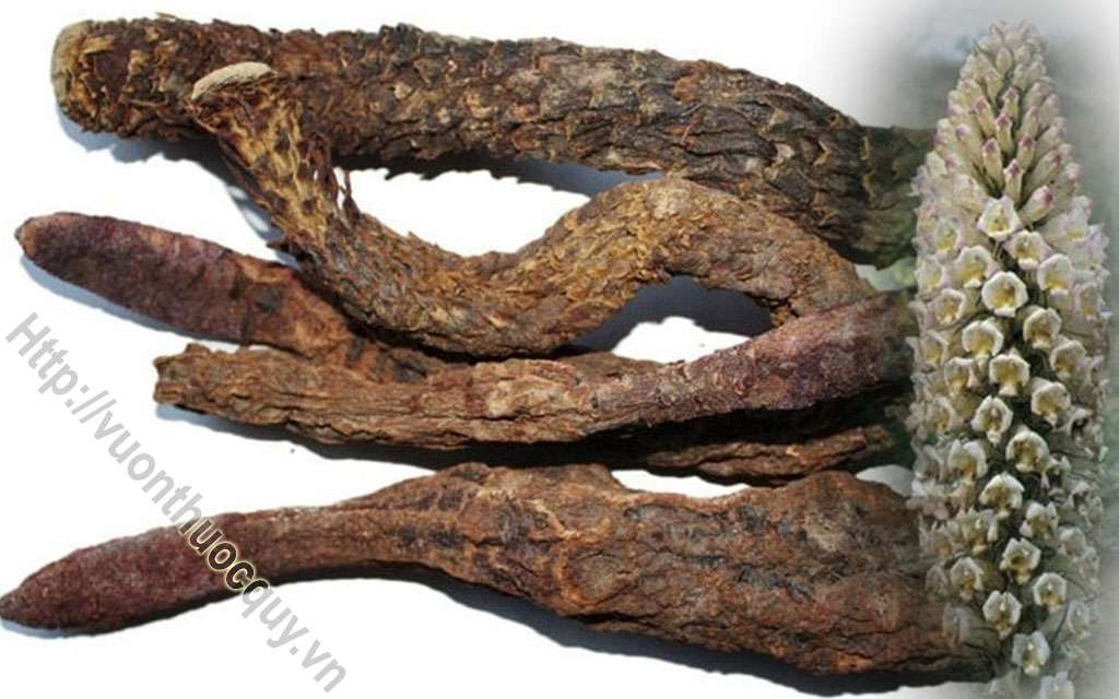 Nhục Thung Dung Vị Thuốc Phòng The