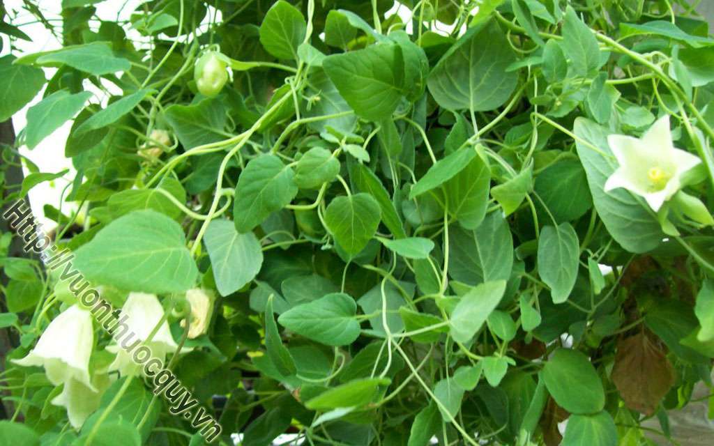Đẳng Sâm Hỗ Trợ Dưỡng Huyết
