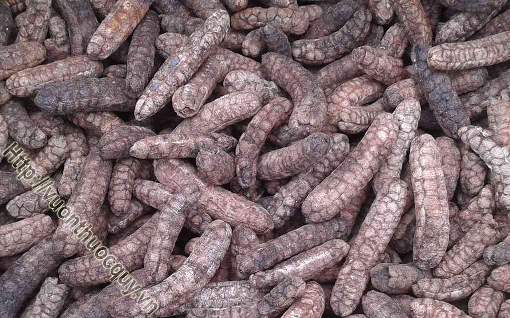 Địa Chỉ Bán Quả Chuối Hột Nguyên Chất