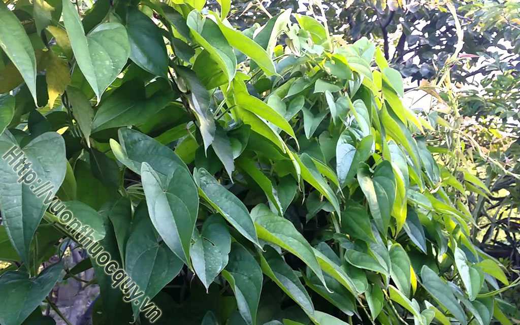 Hoài Sơn Hỗ Trợ Điều Hòa Âm Dương