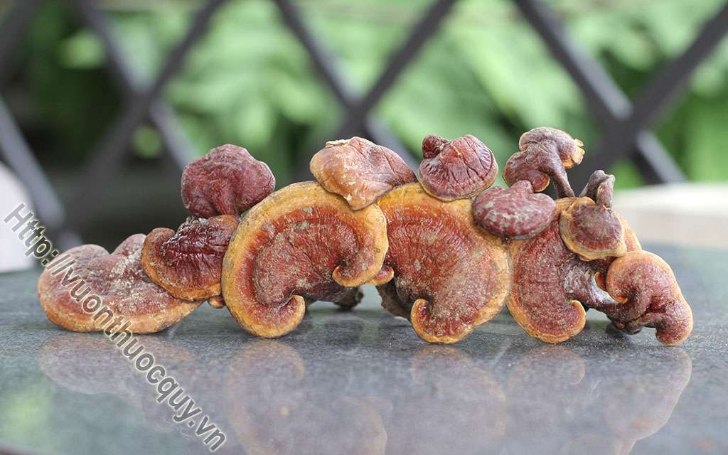 Nấm Lim Xanh Hỗ Trợ Điều Trị Ung Thư