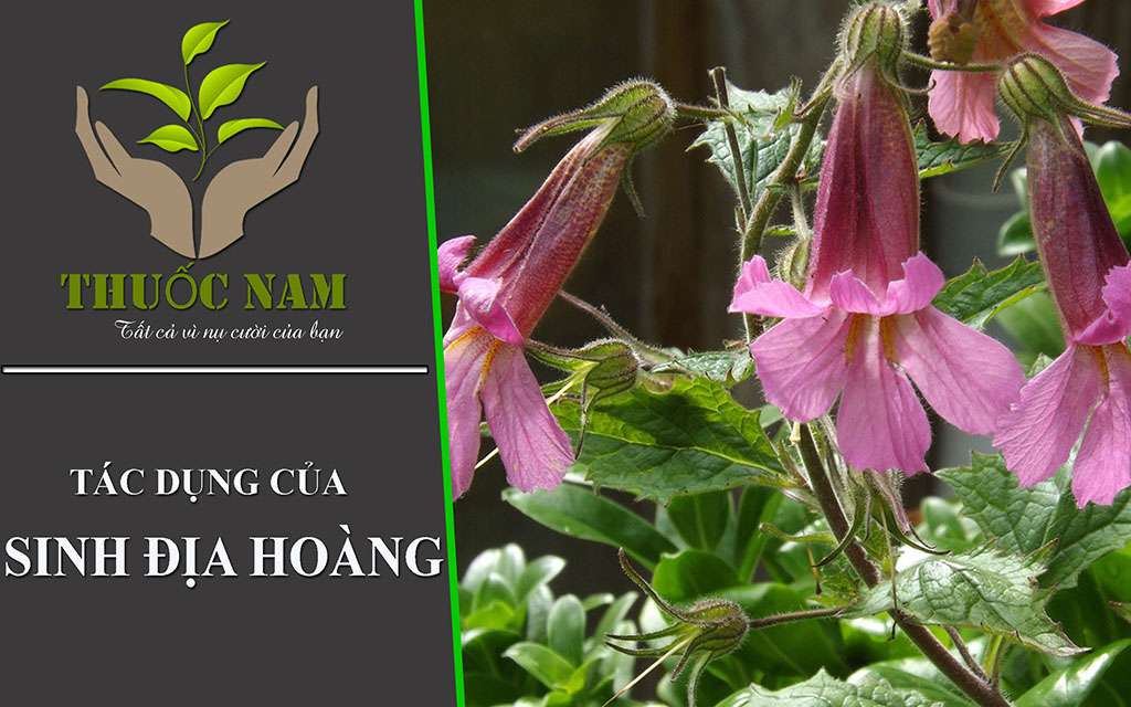 Sinh Địa Hỗ Trợ Điều Trị Rong Kinh