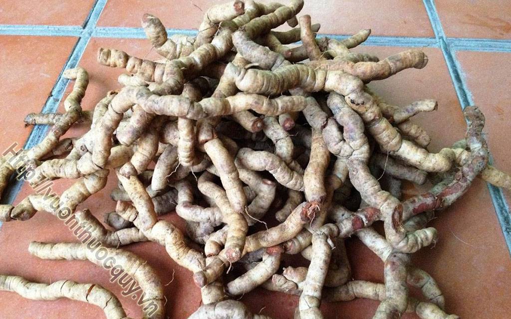 Địa Chỉ Bán Ba Kích Tím Nguyên Chất