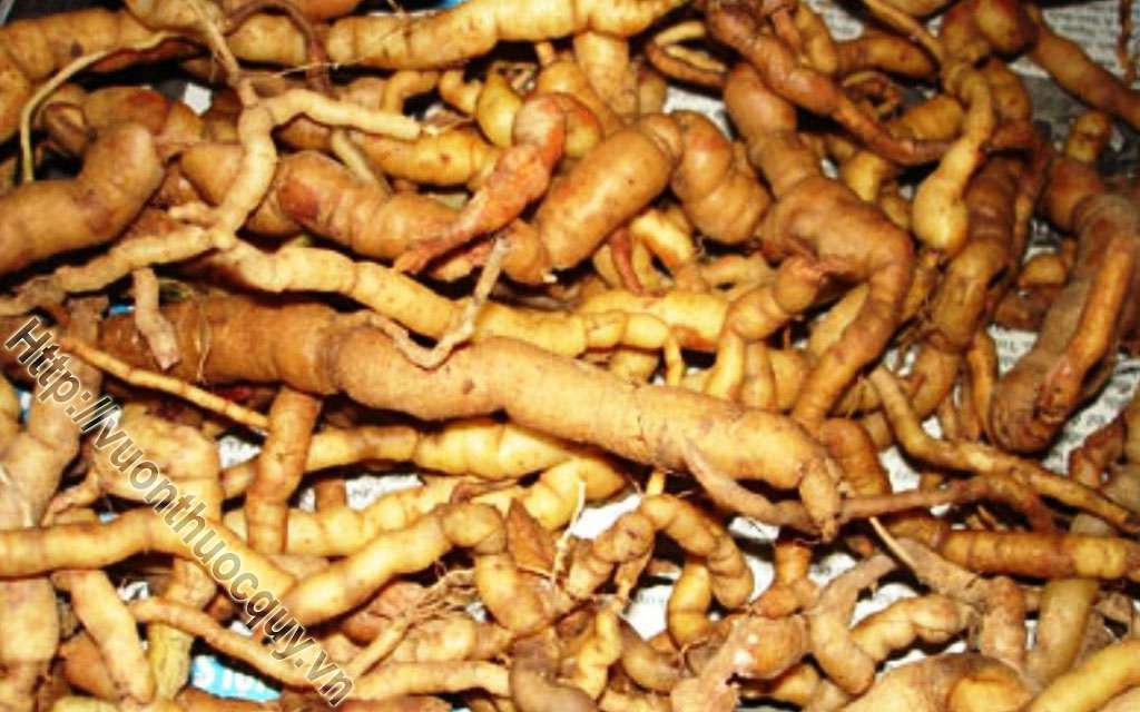 Địa Chỉ Bán Ba Kích Tươi Nguyên Chất