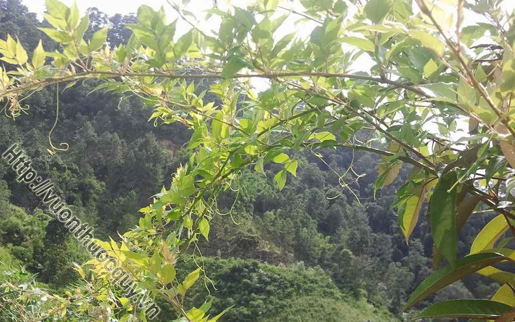 Địa Chỉ Bán Chè Dây Nguyên Chất