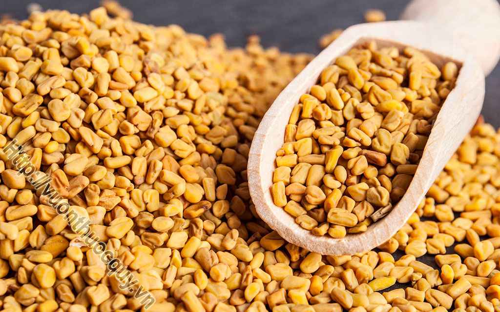 Địa Chỉ Bán Hạt Methi Ấn Độ Nguyên Chất