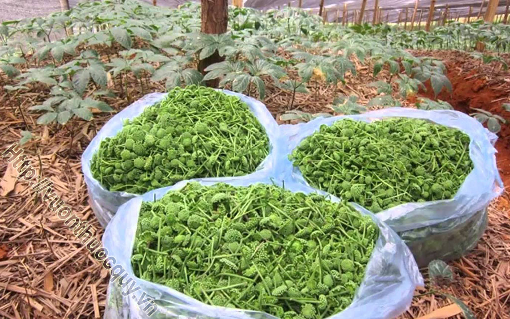 Địa Chỉ Bán Hoa Tam Thất Nguyên Chất