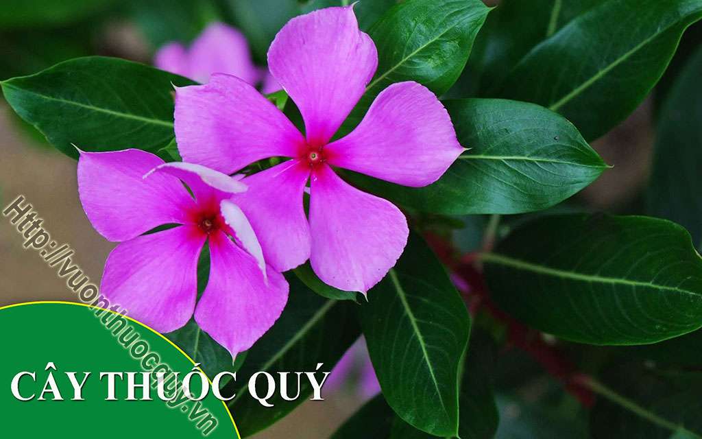 Địa Chỉ Bán Cây Dừa Cạn Nguyên Chất