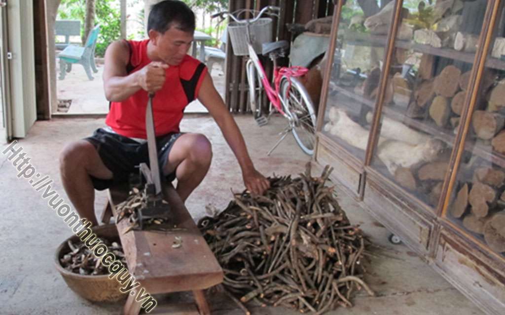 Địa Chỉ Bán Cây Tơm Trơng Nguyên Chất