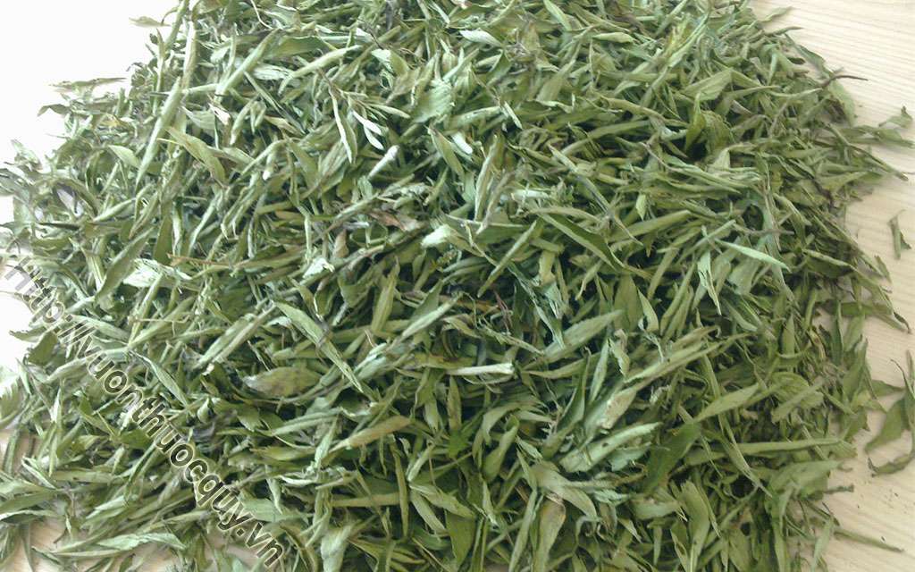 Địa Chỉ Bán Cỏ Ngọt Nguyên Chất