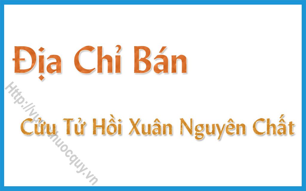 Địa Chỉ Bán Cửu Tử Hồi Xuân Nguyên Chất